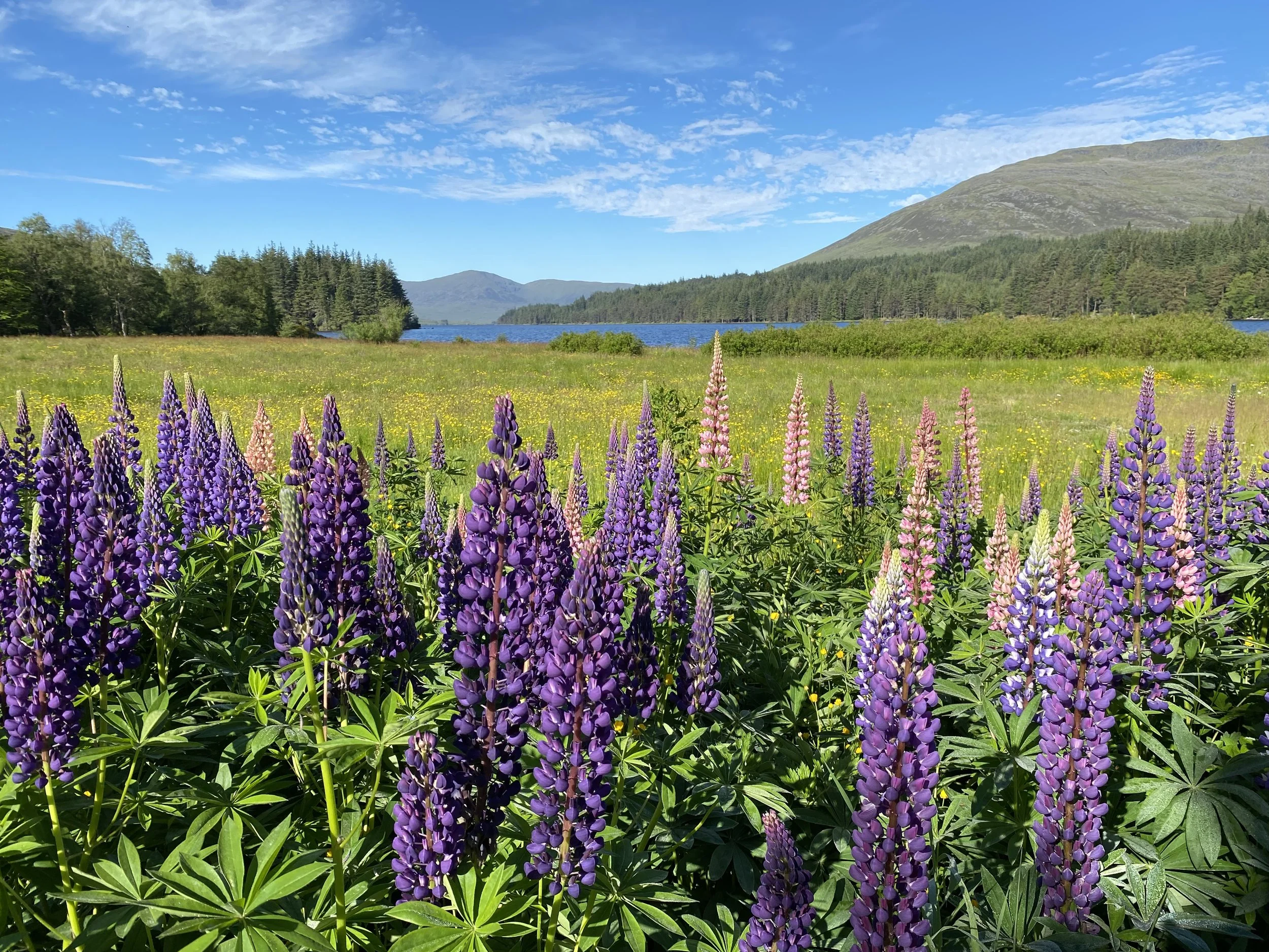 Purple and pink lupine flowers blooming in a green field by a lake, with trees, mountains, and a partly cloudy blue sky in the background.