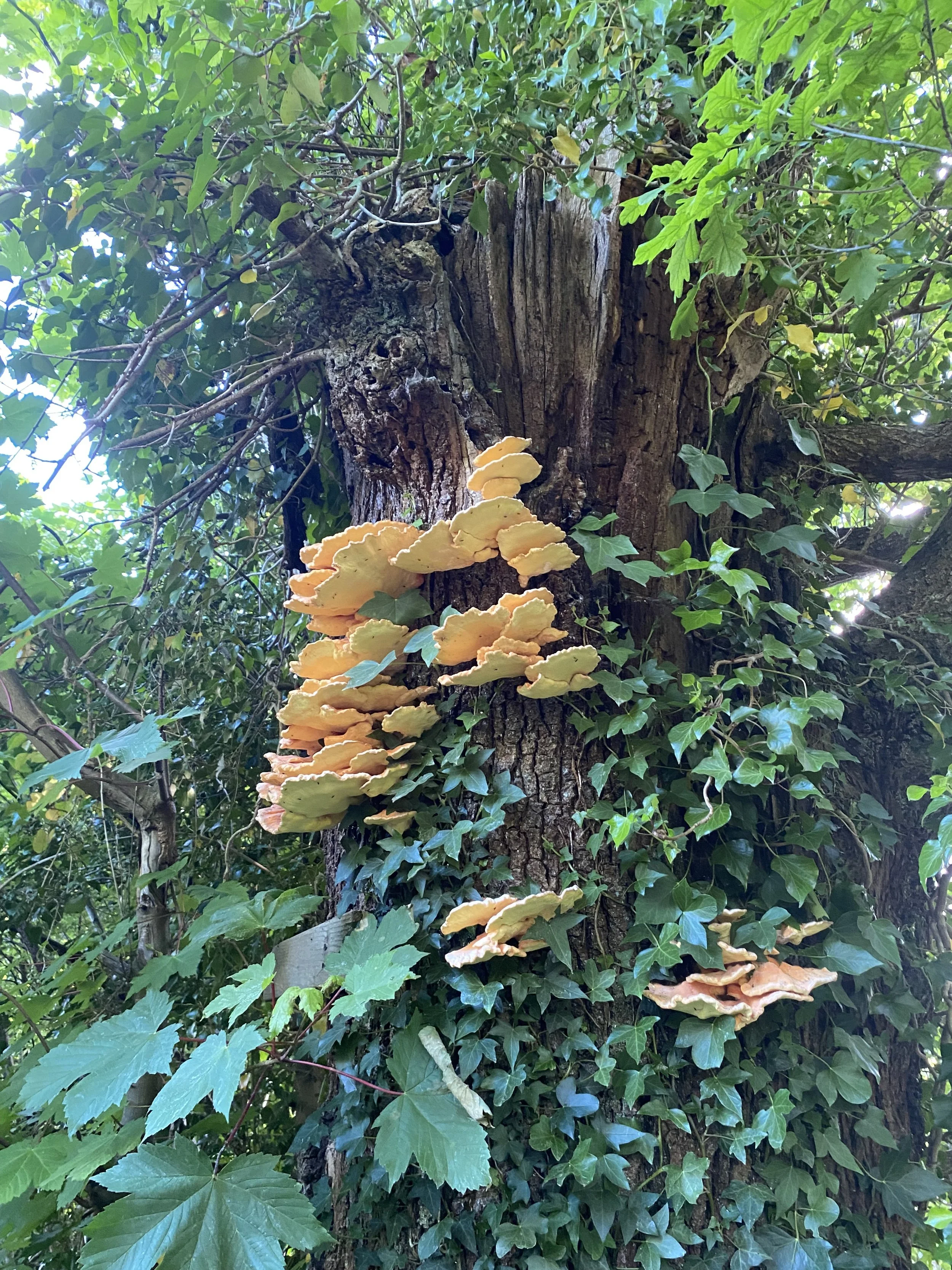 A tree trunk covered in green ivy and yellow fungi growing on its bark.
