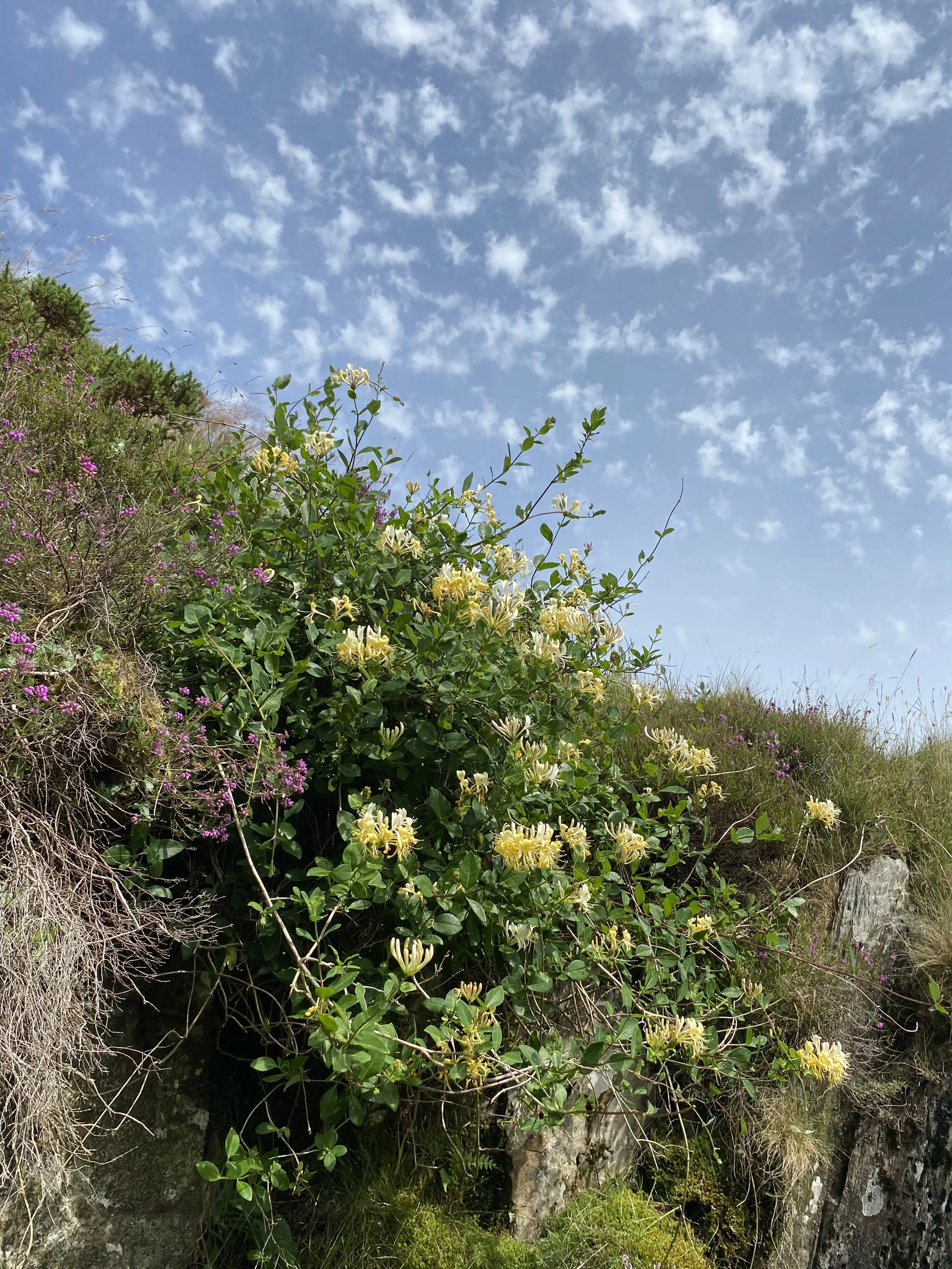 Wildflowers growing on a hillside with rocky terrain and a bright blue sky with scattered white clouds.