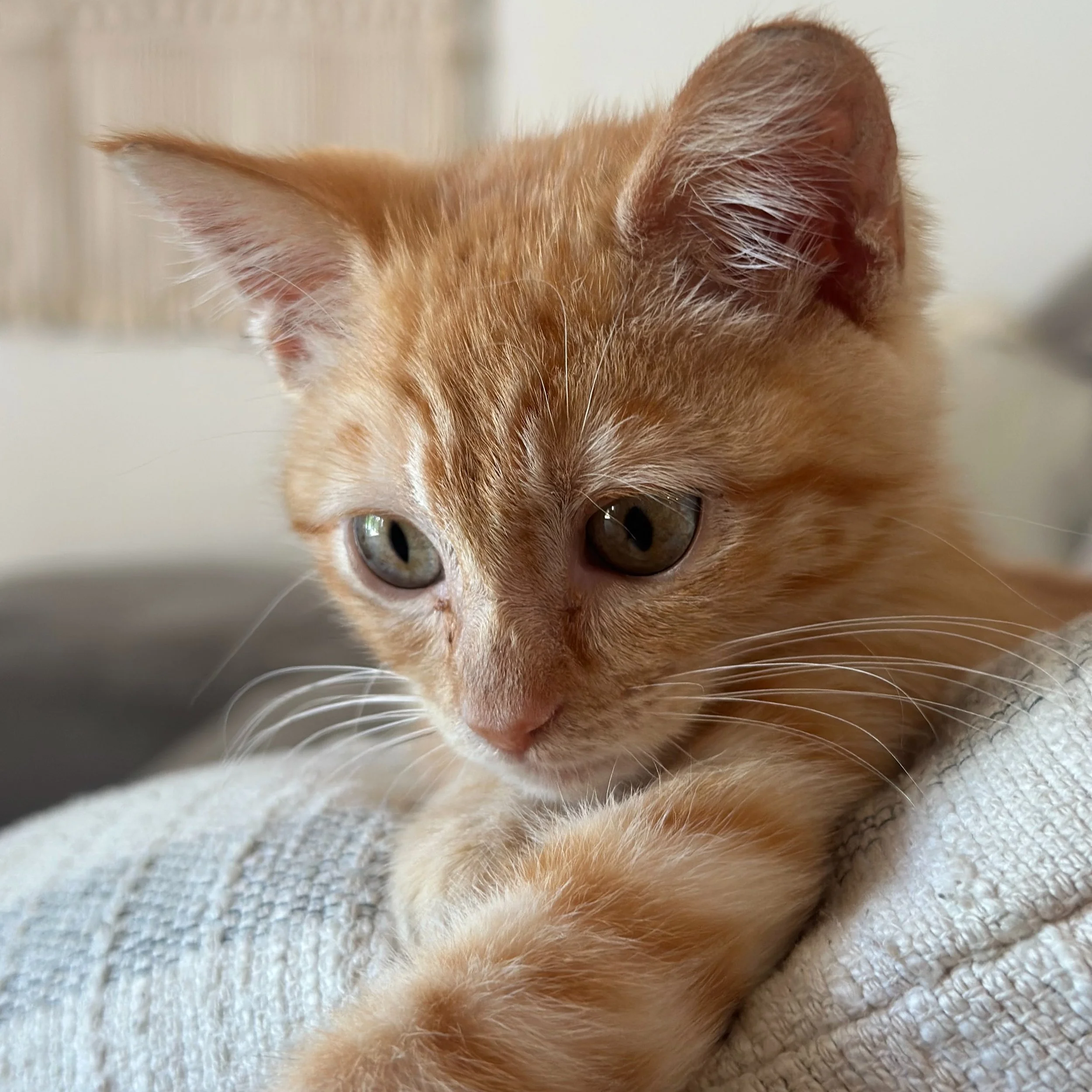 Meet my new co-worker, Caramel! We adopted her from @pasadenahumane a few weeks ago, and she&rsquo;s already settled in. So far, keeping her script notes to herself. Swipe to see her first photo when she was rescued! We feel so fortunate to have her.