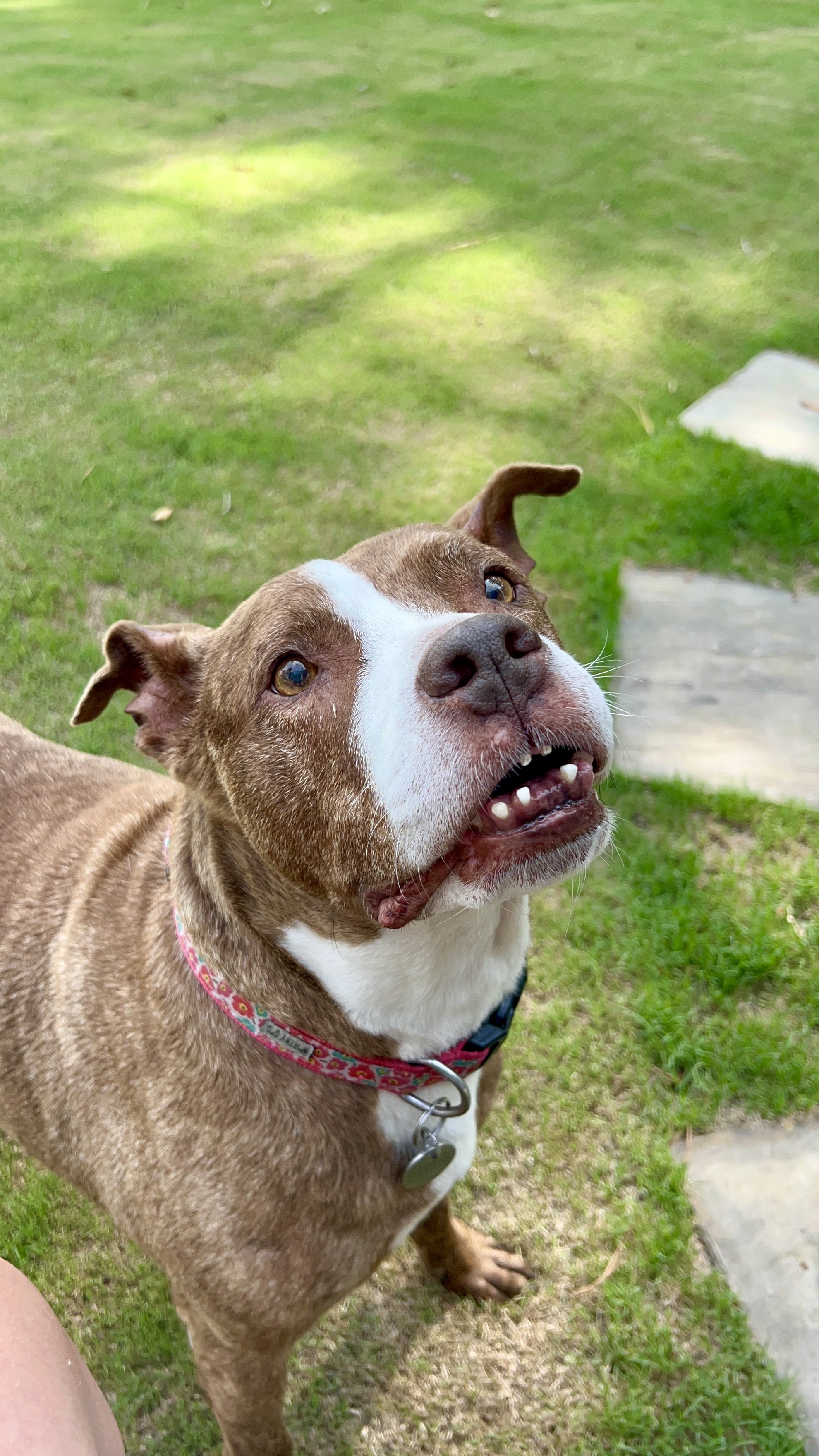 A brown and white dog with a pink collar looking up outdoors on grass.