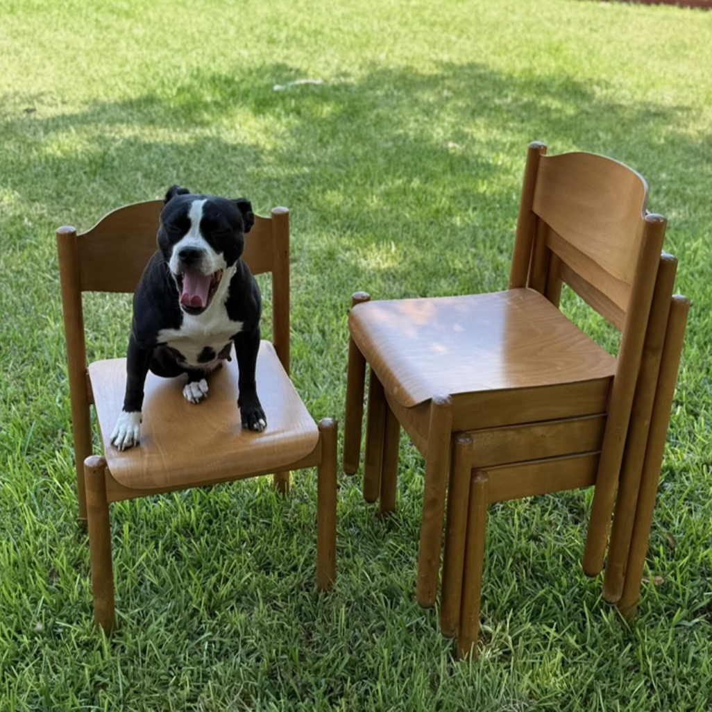 A black and white dog sitting on a wooden chair outdoors on grass, with two additional empty wooden chairs stacked nearby.