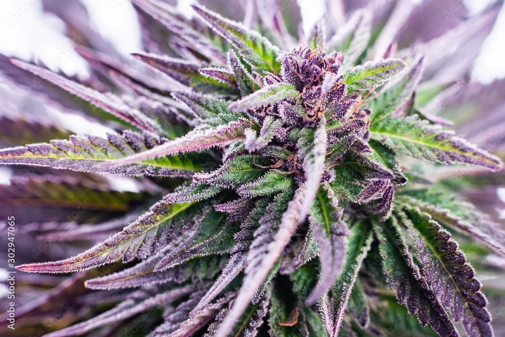 cannabis relief fund