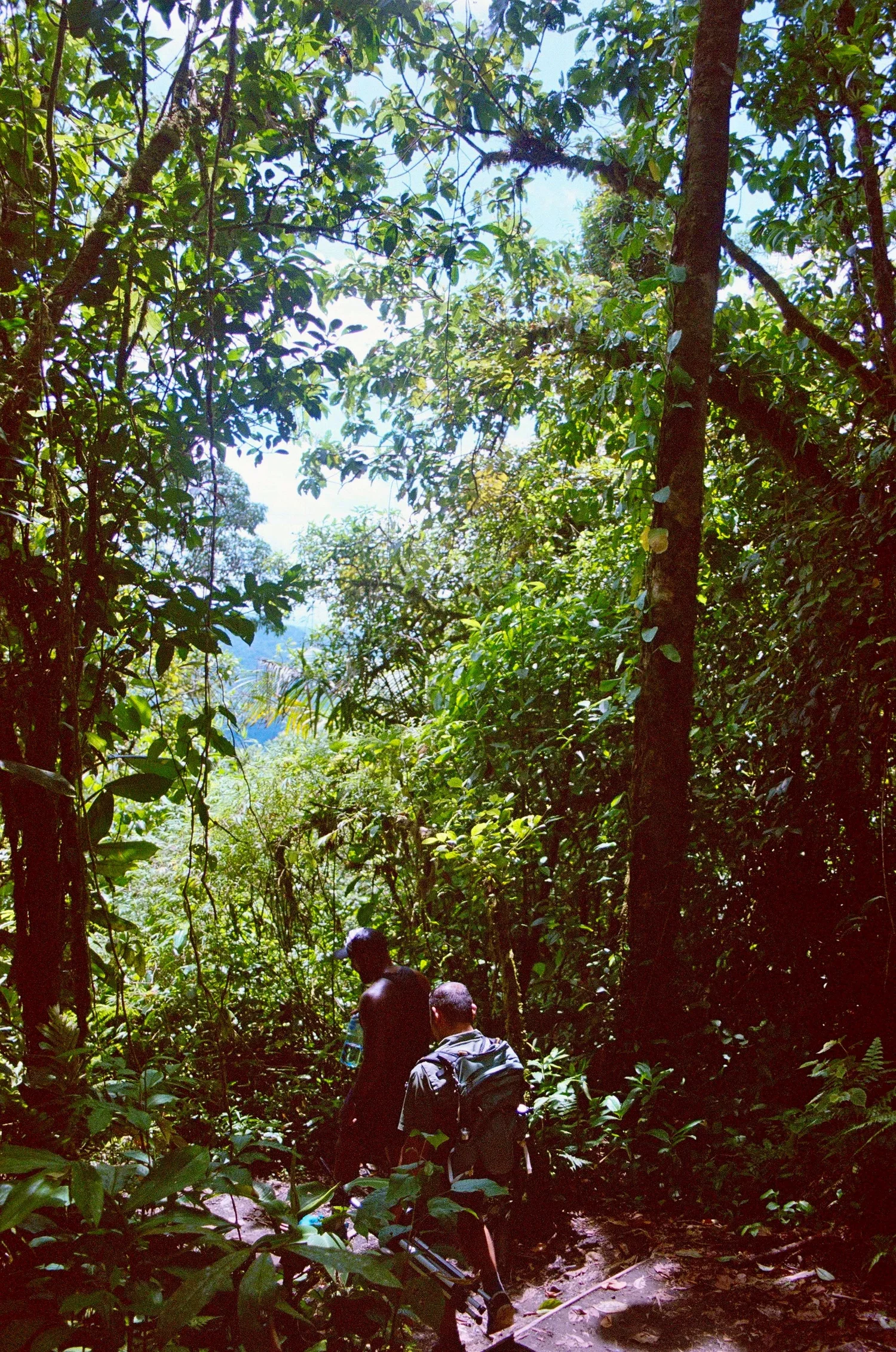 People walking through dense jungle foliage on a trail, with green leaves and trees overhead and sunlight filtering through.