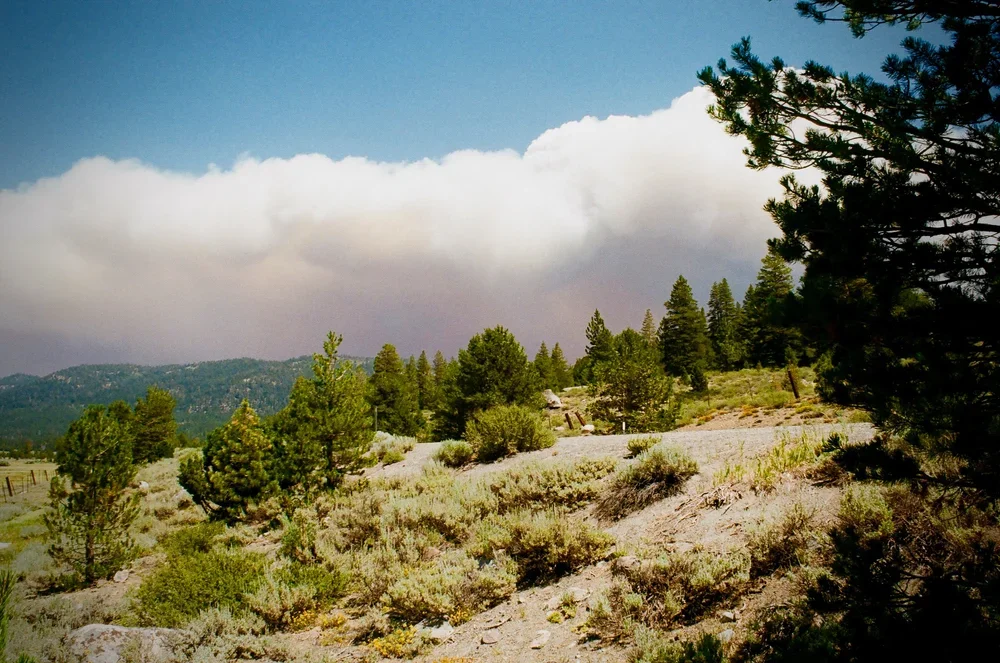 A mountainous landscape with green pine trees, bushes, and a partly cloudy sky.