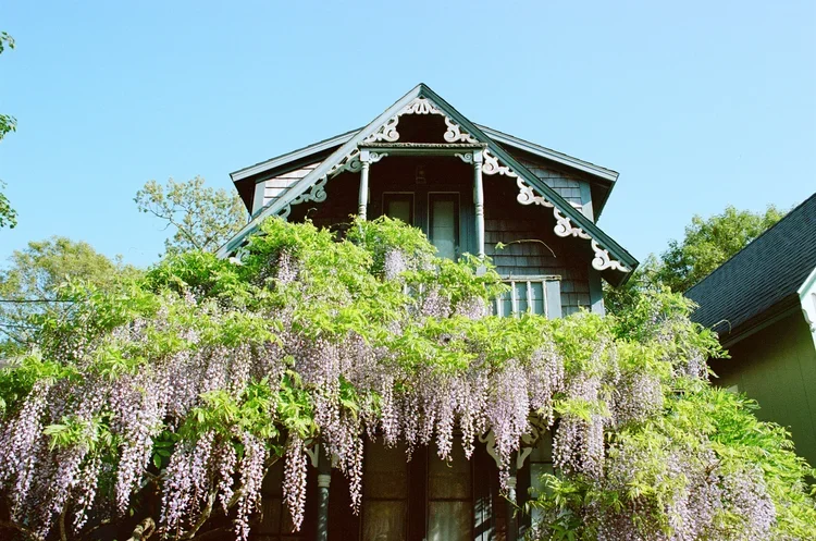 Two-story house with Victorian-style decorative trim, covered in lush green foliage and hanging purple wisteria flowers, under a clear blue sky.