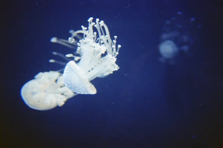 A translucent white jellyfish with long tentacles swimming in dark blue water.