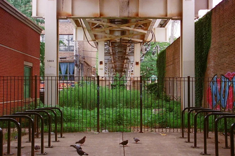 View beneath an elevated train track, with green overgrown plants in the background, a black metal fence and gate, and a few birds on the sidewalk in the foreground.