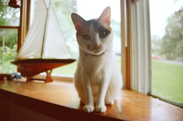 A white and black cat with a purple collar sitting on a wooden windowsill inside a house, with a model sailboat and window view of trees and grass in the background.
