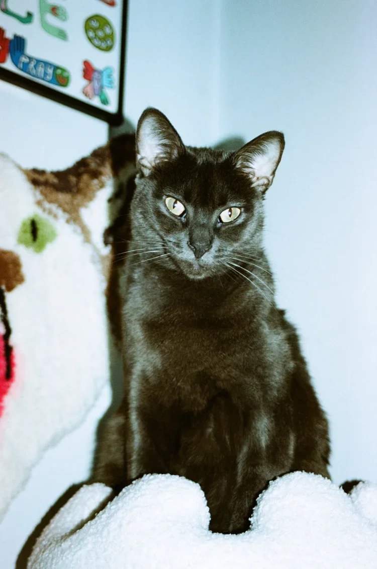 Black cat sitting on a white towel with a focused expression, indoors, with colorful wall decorations in the background.