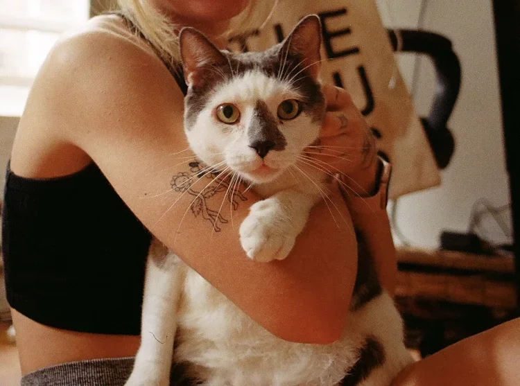 Person holding a calico cat indoors