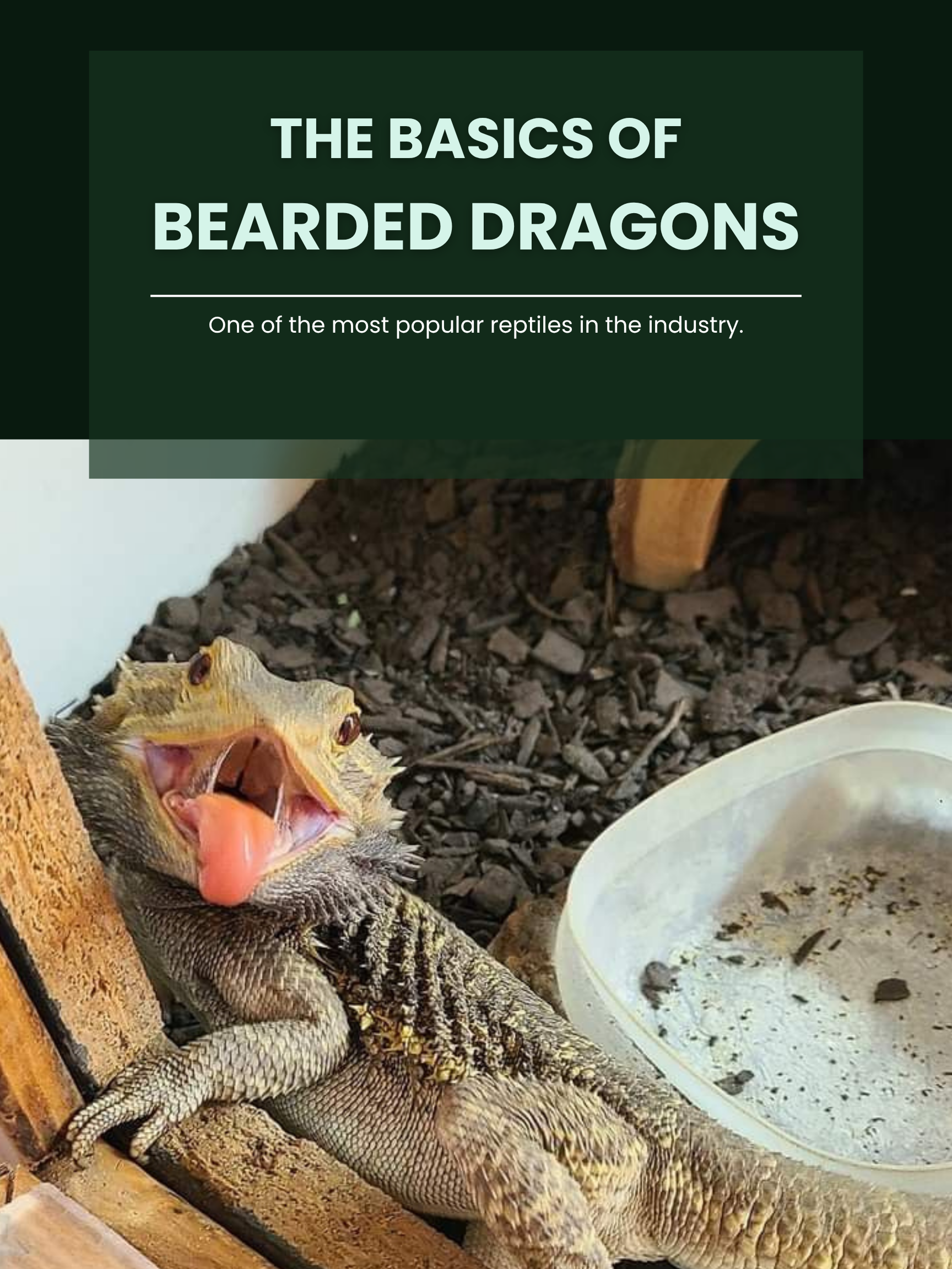Bearded dragon with yellow and brown scales, open mouth, and pink tongue sticking out, sitting on a wooden surface near a white dish on dark substrate.