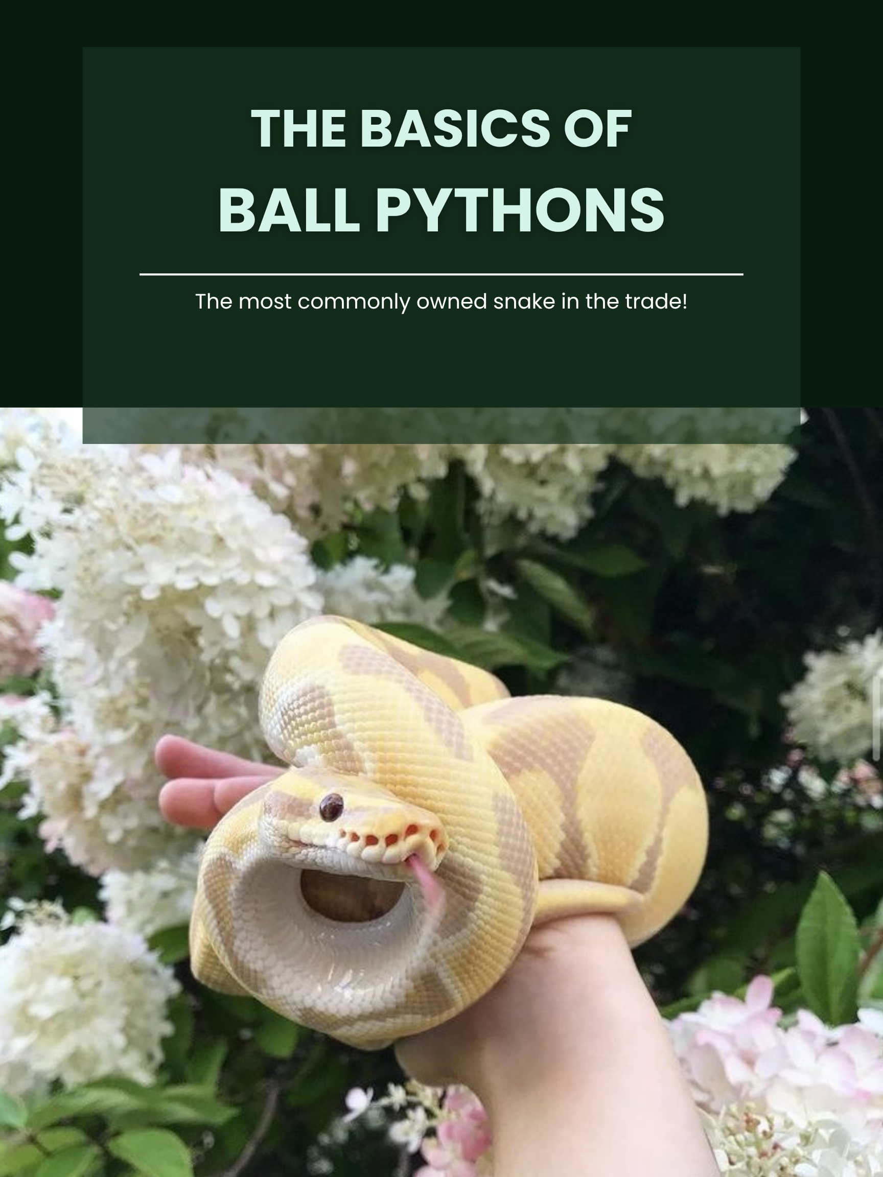 A yellow and white ball python with pink tongue sticking out, held in a person's hand in front of white and pink hydrangea flowers.