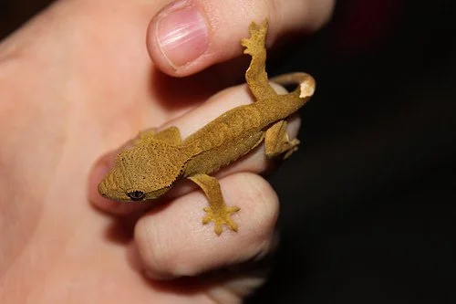 Baby crested gecko.jpg