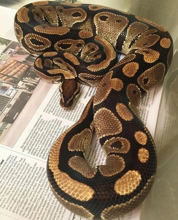 Ball Pythons