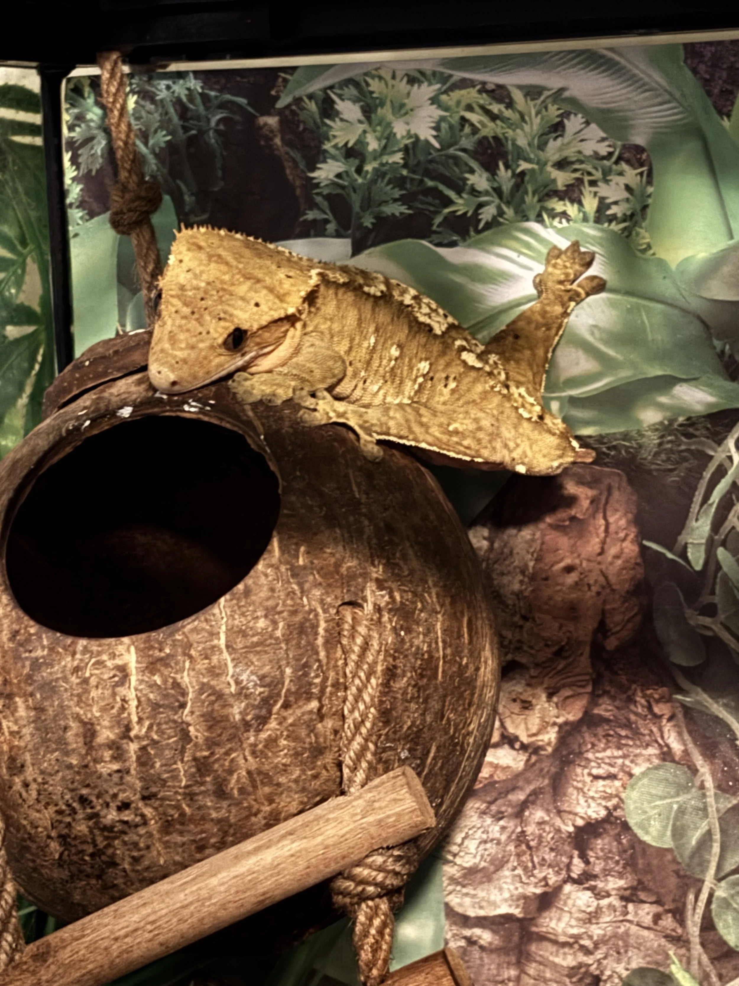 A crested gecko resting on a hollow coconut shell with greenery in the background.