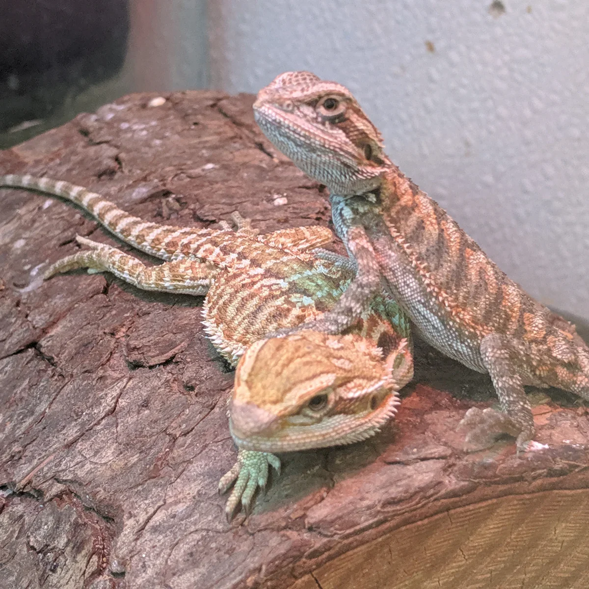 Bearded Dragon