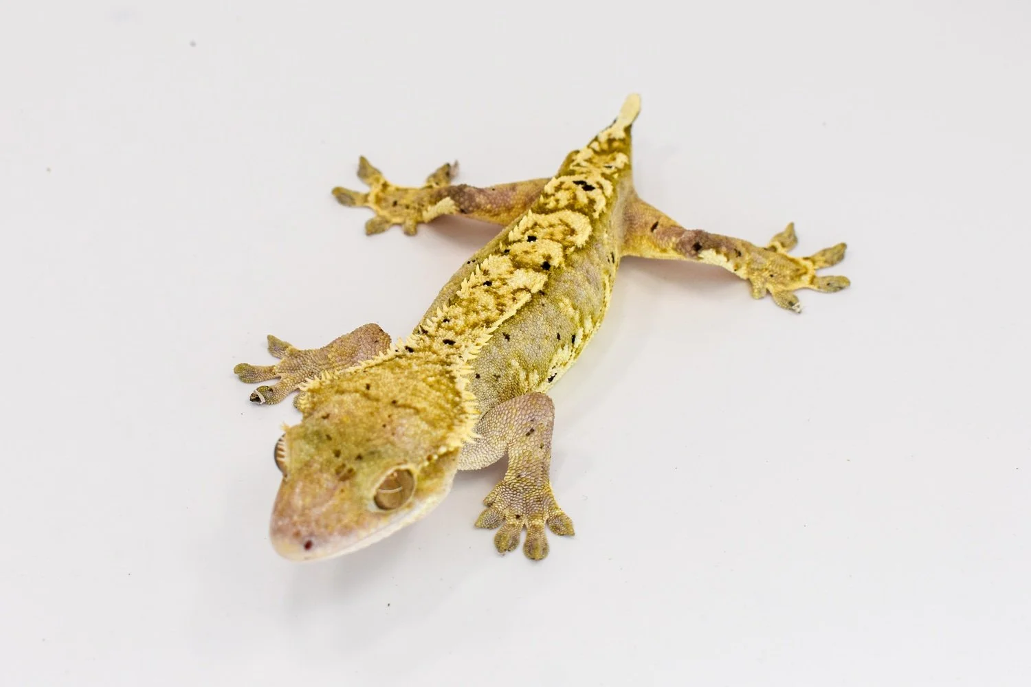 Crested Geckos