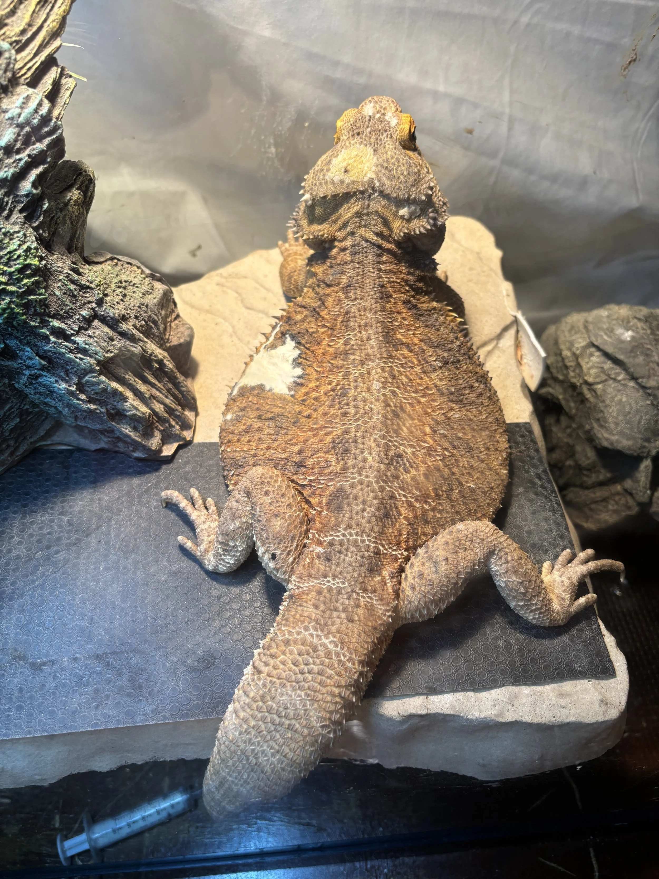 A bearded dragon lizard resting on a black surface inside a terrarium, with artificial rocks and landscape decorations around.