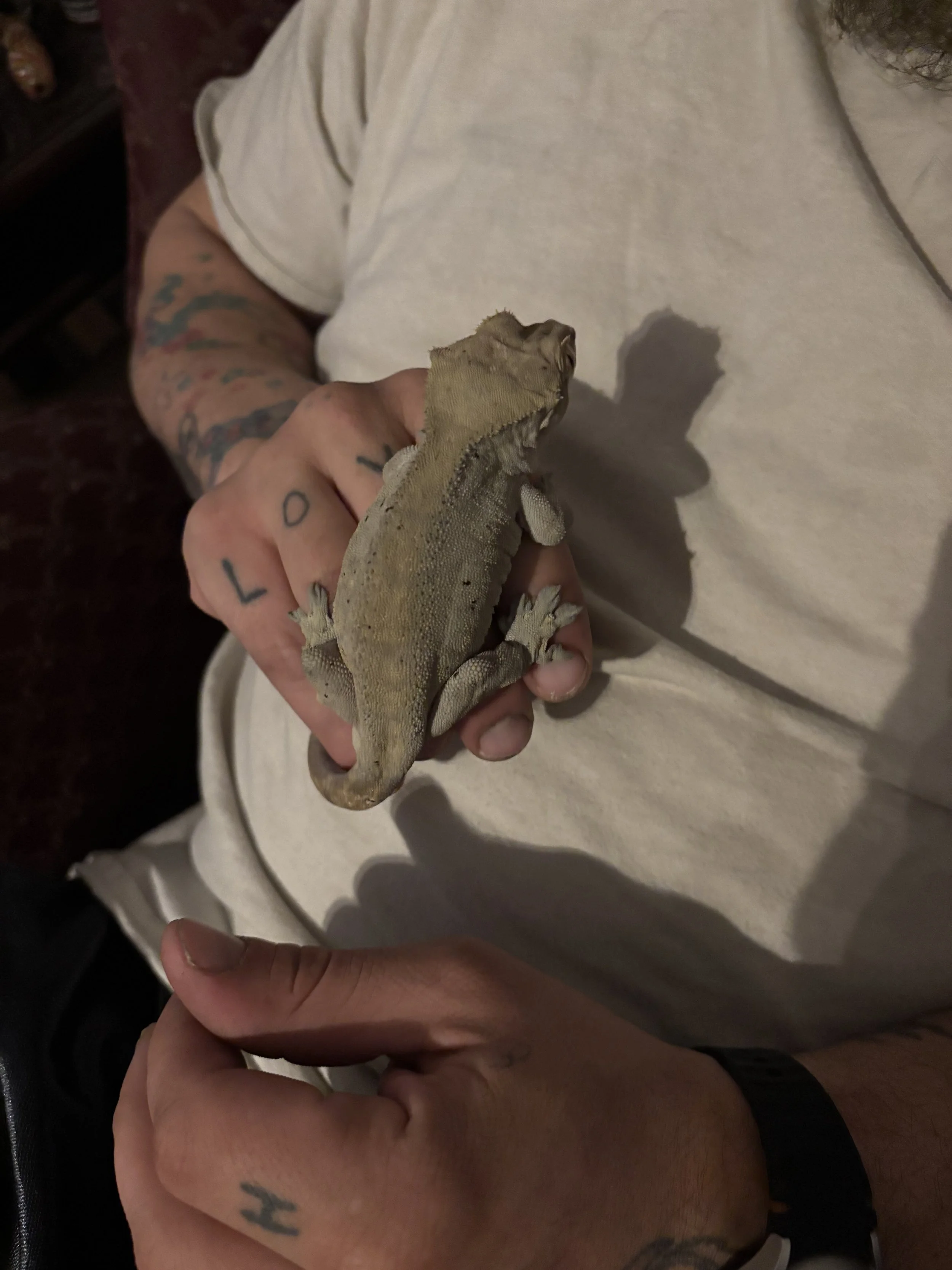 Person holding a bearded dragon lizard with tattoos on their hand and arm, wearing a light-colored T-shirt.