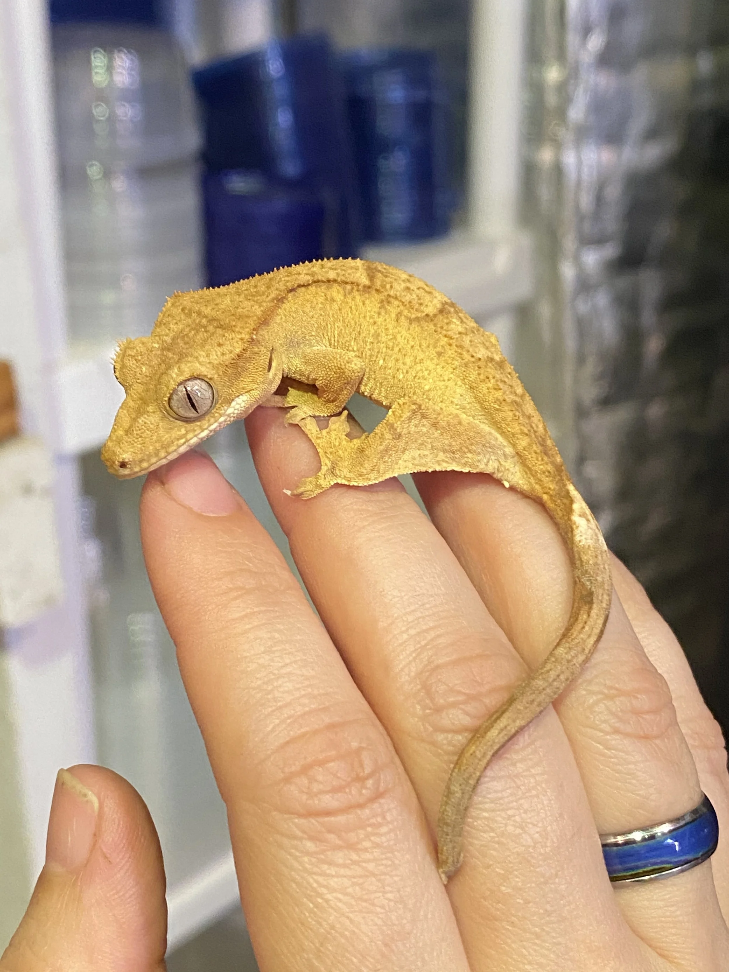 Crested Geckos