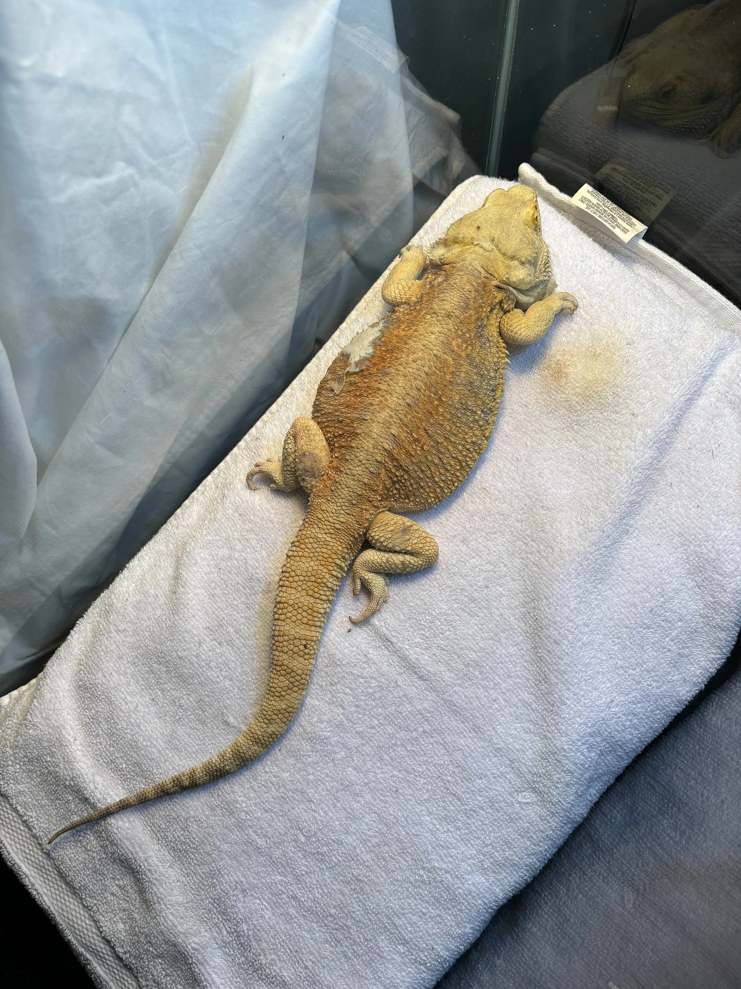 A bearded dragon lying on a white towel inside a glass terrarium, with a lizard reflection visible in the glass.