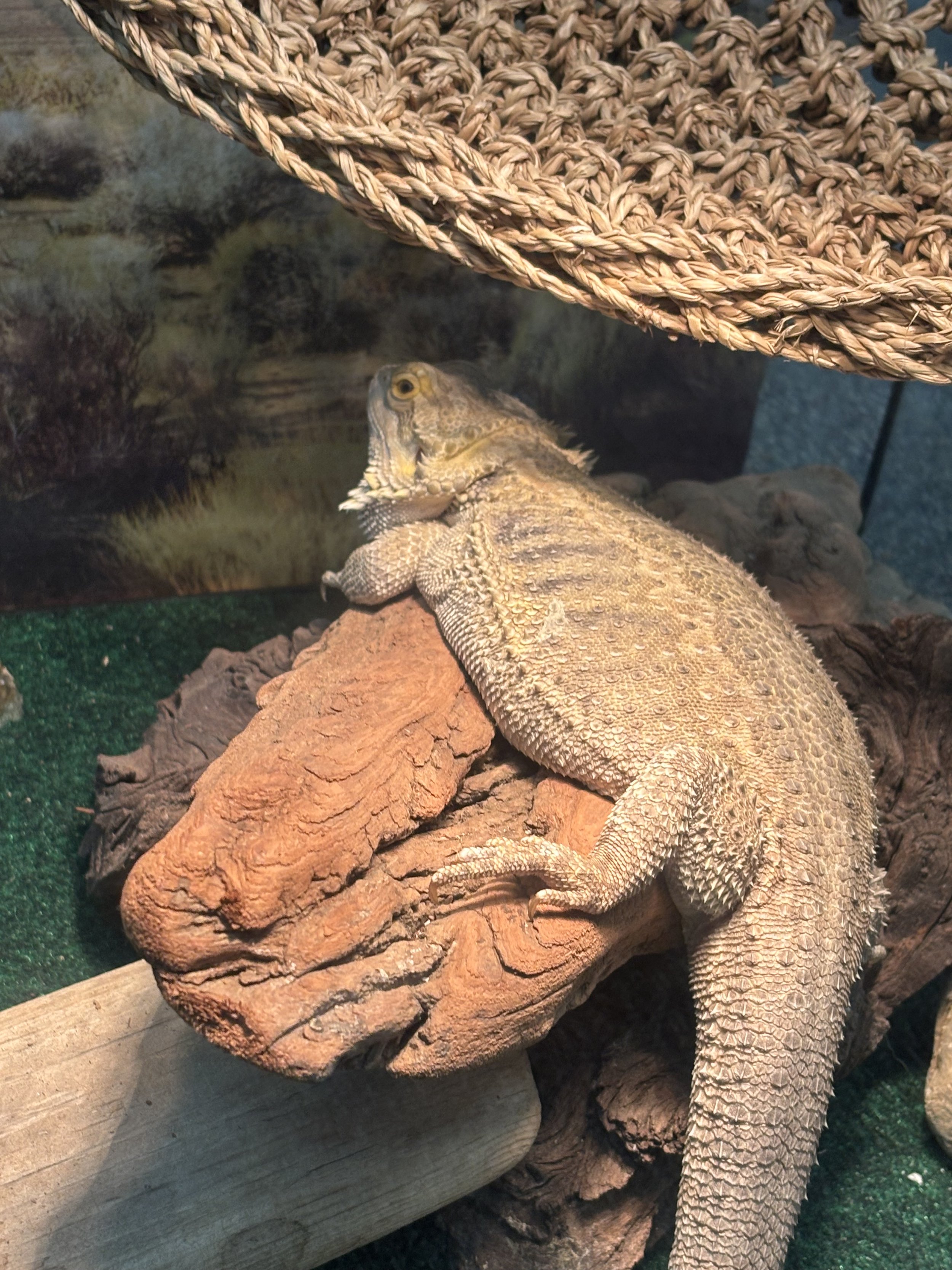 A beige and brown lizard resting on an orange-brown rock inside a terrarium.