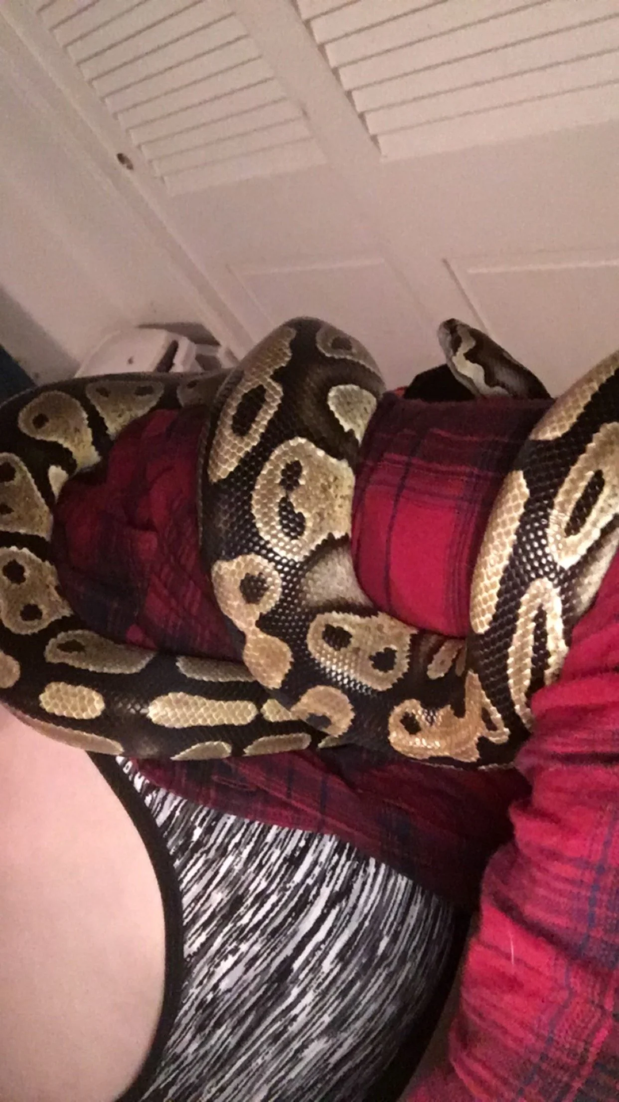A person lying down or reclining with a snake draped over their body. The snake is black and tan patterned, possibly a ball python, and the person is wearing a gray and black patterned shirt.