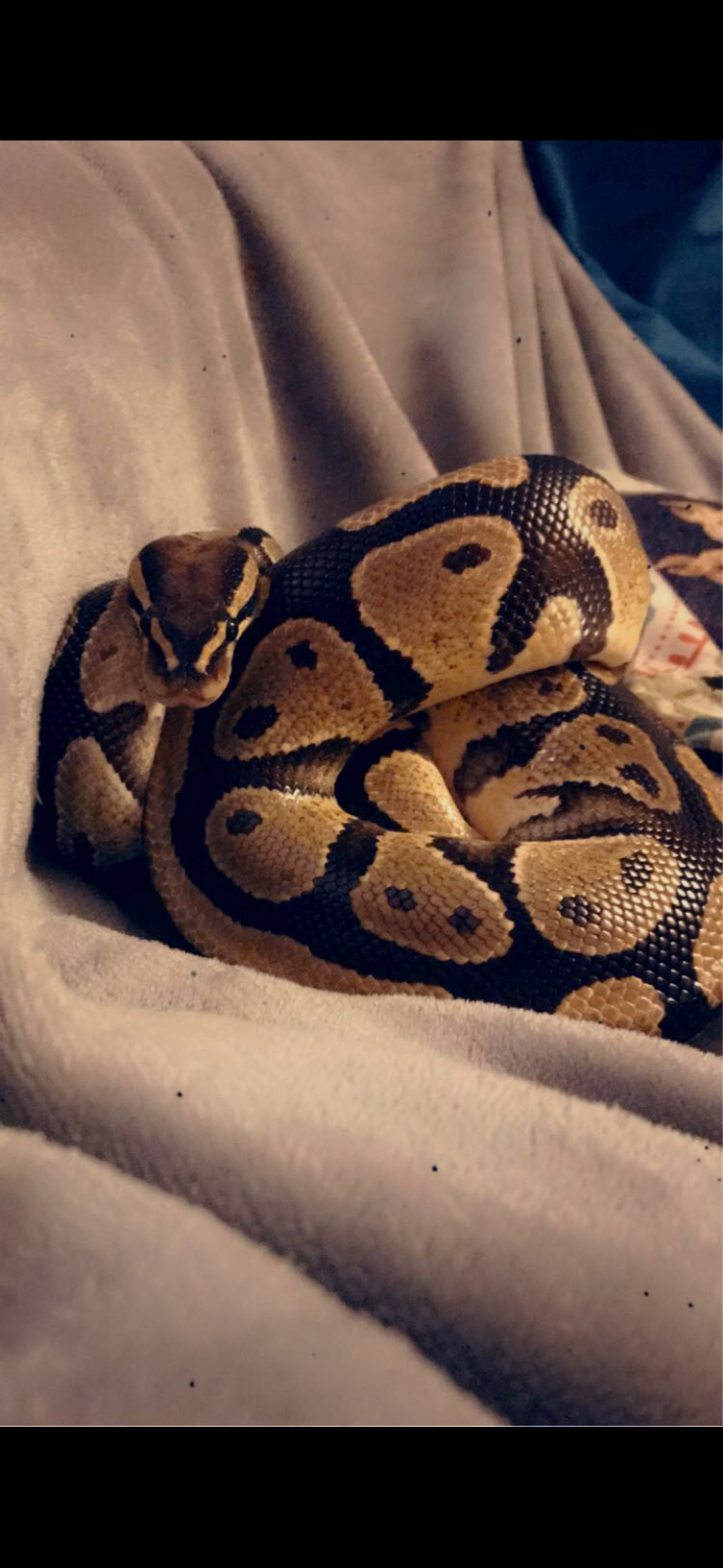 A snake with brown, black, and tan markings, coiled on a beige fabric surface.