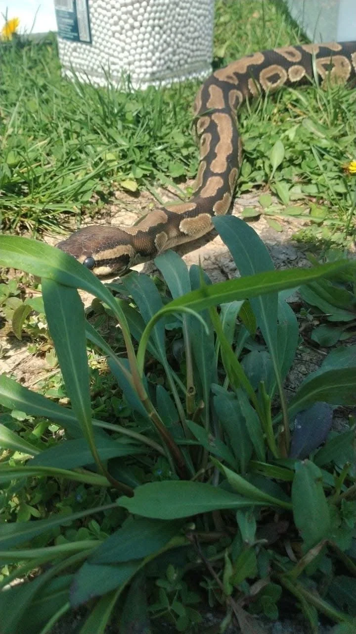 A ball python snake crawling through green grass and plants outdoors near a mailbox and some yellow flowers.