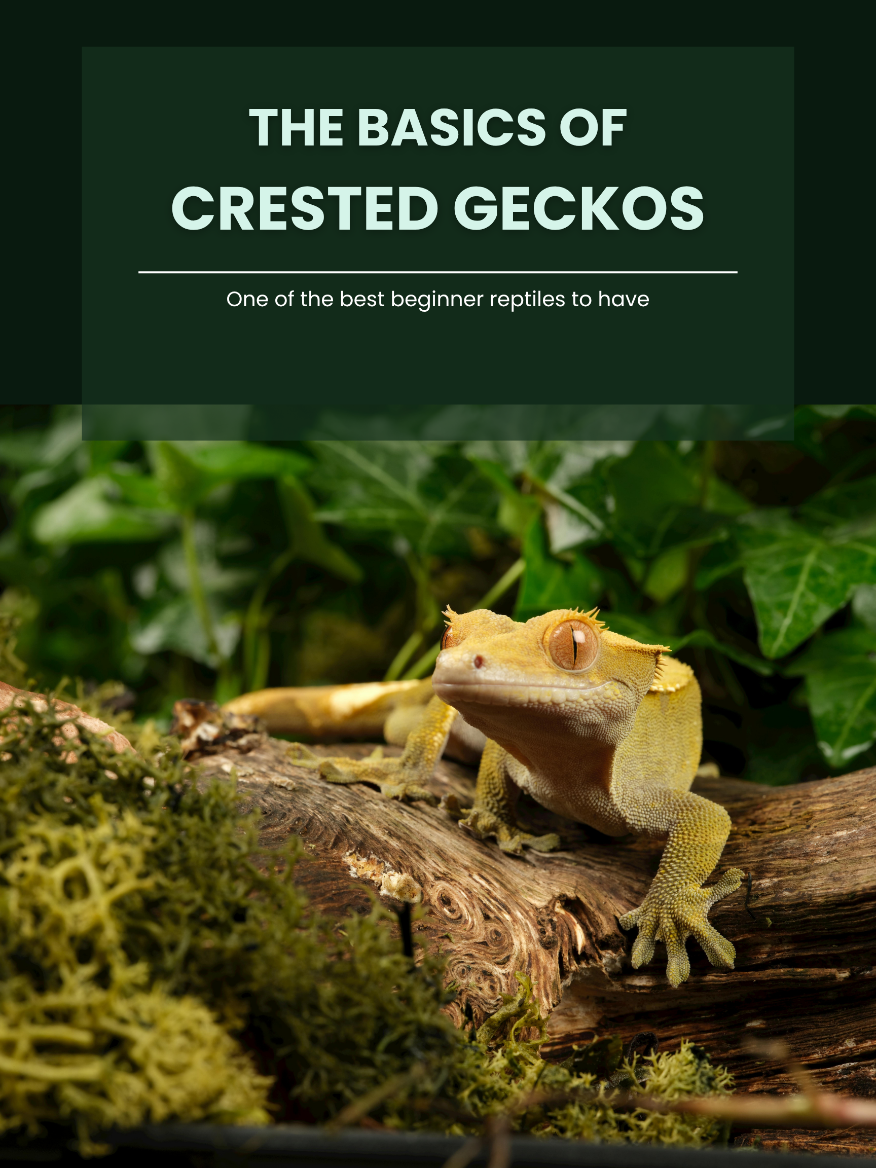 Cover image showing a yellow crested gecko on a piece of wood with green leafy background and moss at the bottom, with a title overlay reading 'The Basics of Crested Geckos' and a subtitle 'One of the best beginner reptiles to have'.