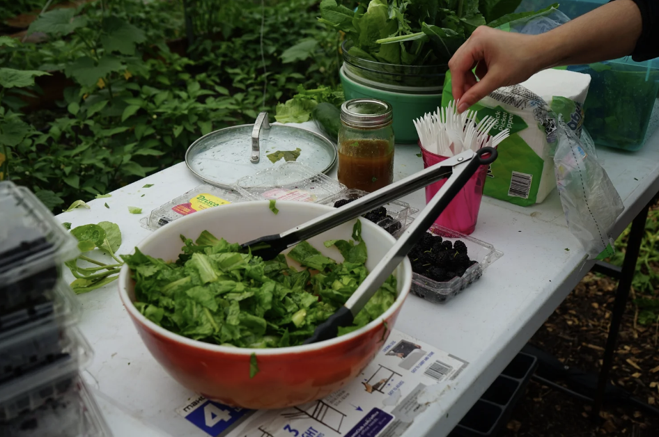A tabletop with a bowl of salad greens and other supplies for a farm cooking class