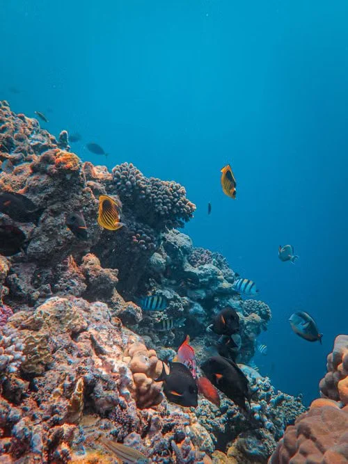 Océan, un poumon bleu à protéger