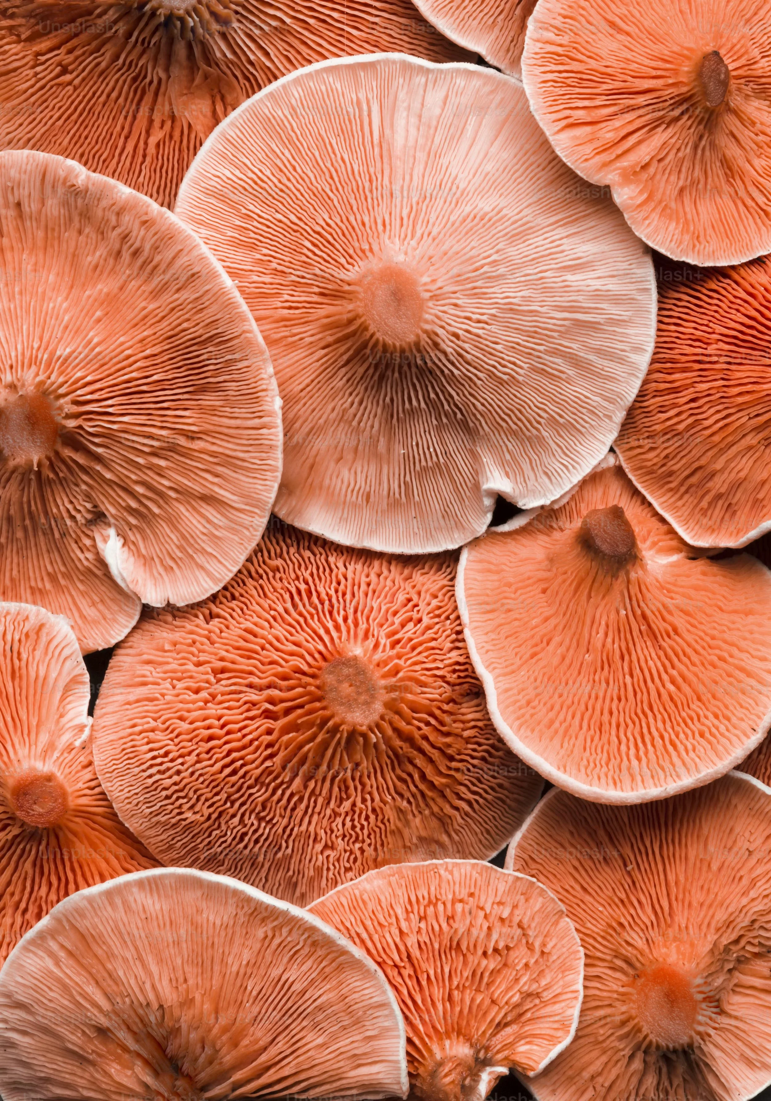 Le monde merveilleux des champignons