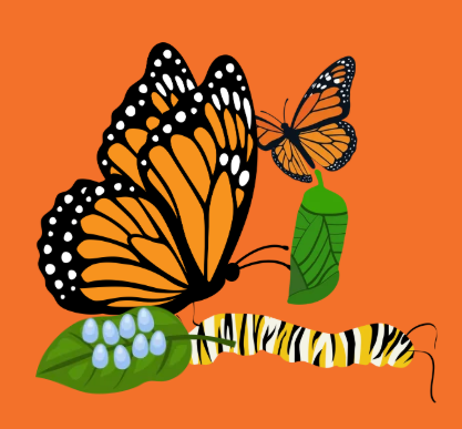 De la larve au papillon