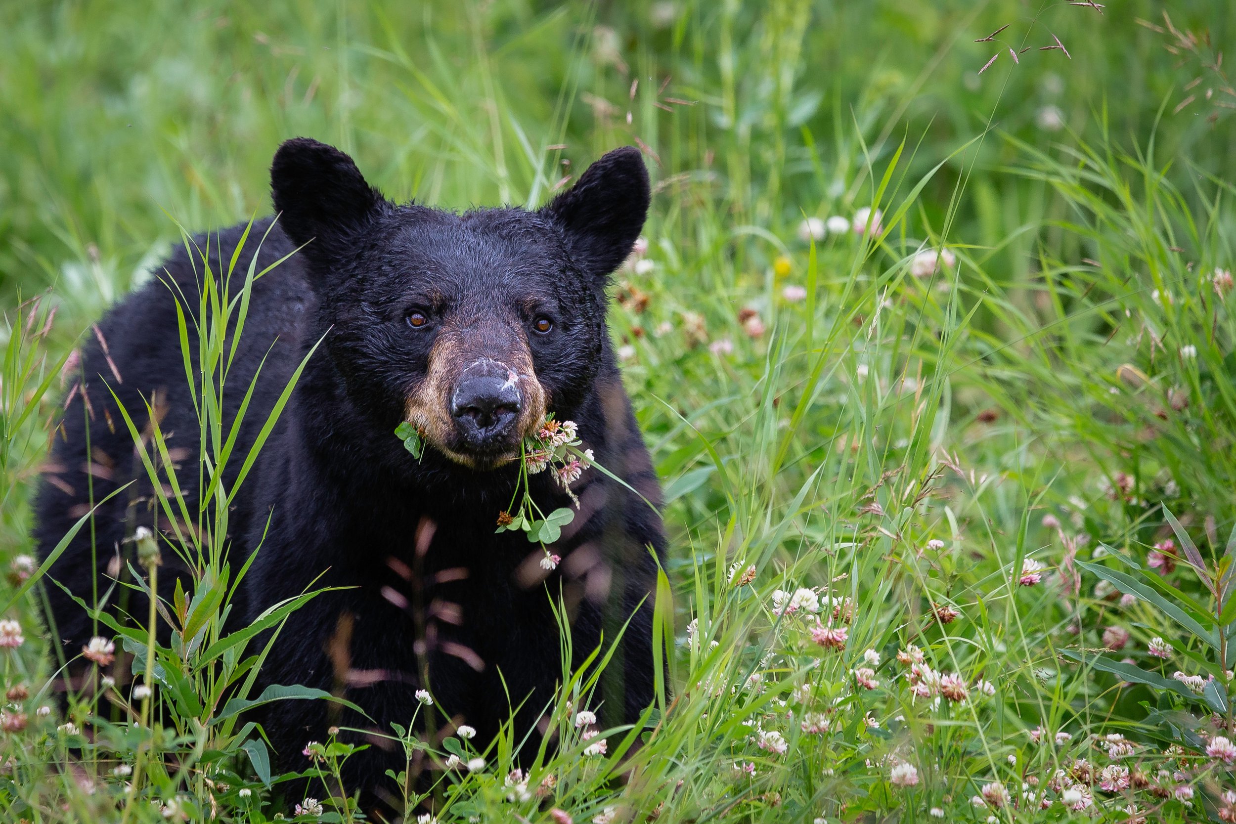 L’ours noir, garde forestier