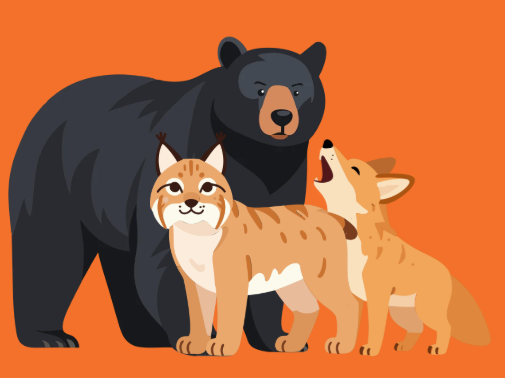 Nos amis les carnivores