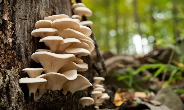 Chapeau les champignons !
