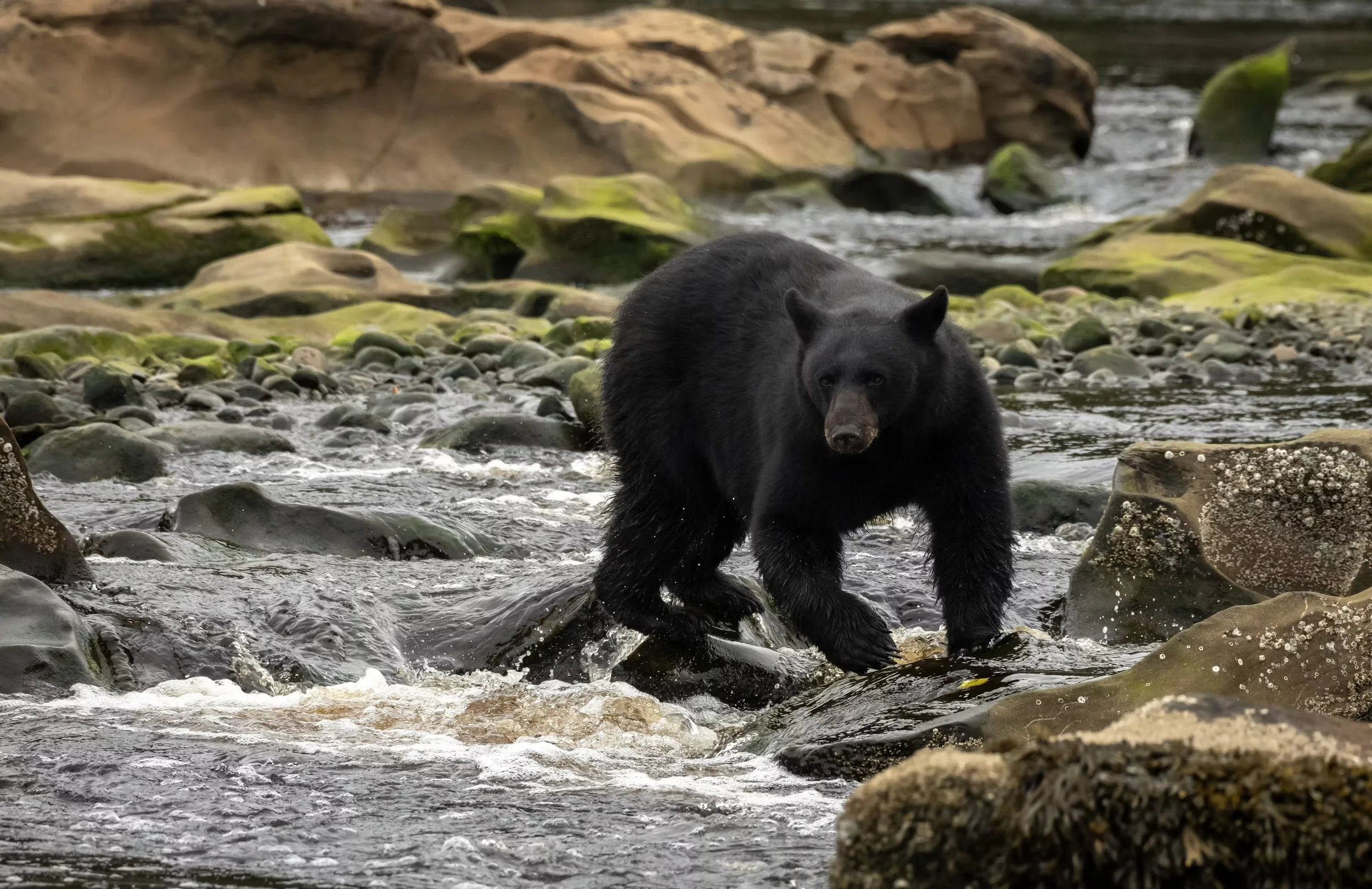 L'ours noir, garde forestier