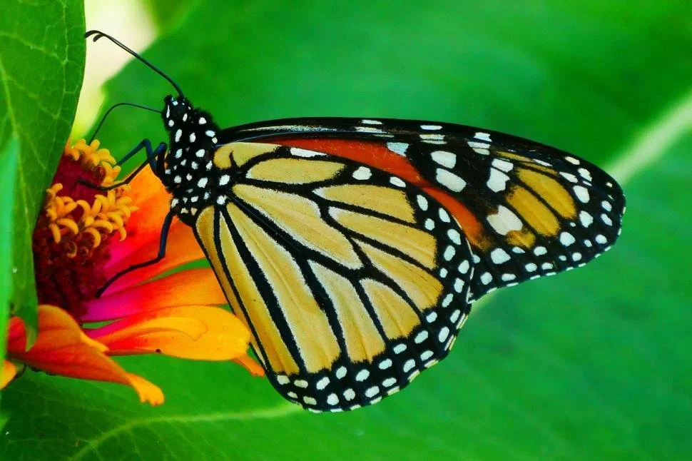 De la larve au papillon