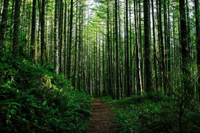 La forêt nous enchante !