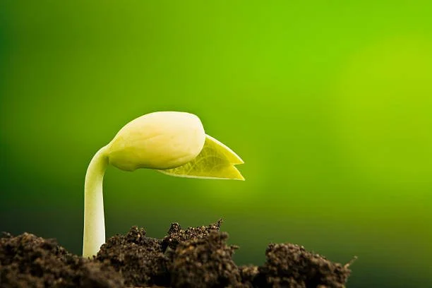 1,2,3… germination !