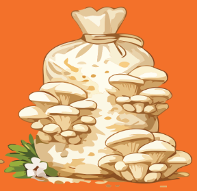 Le monde merveilleux des champignons