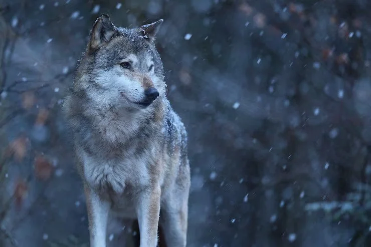 Les loups, prédateurs et gardiens