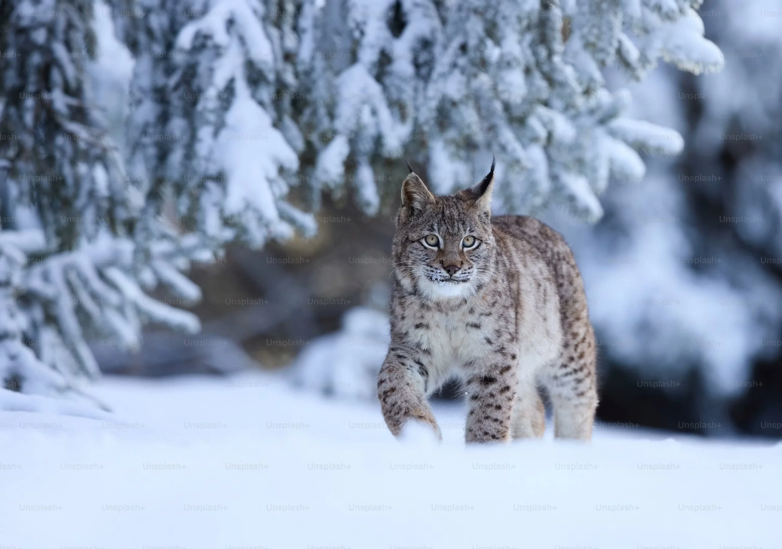 Nos amis les carnivores