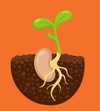 1,2,3… germination !