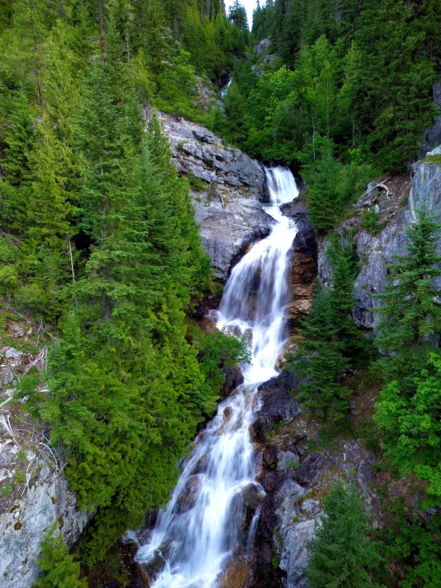 A mountain stream with white water cascading over rocks surrounded by dense evergreen trees.