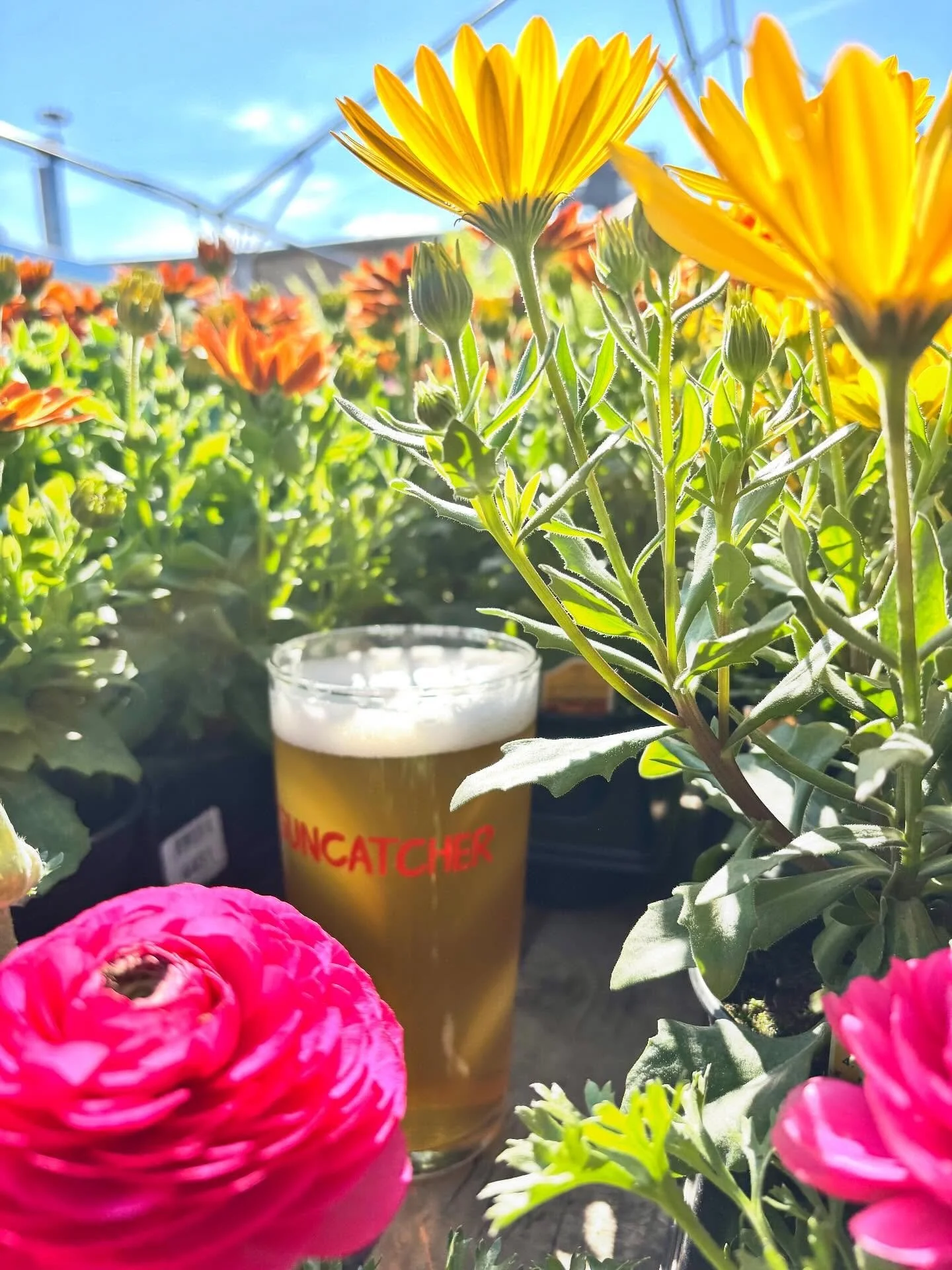 Our New Zealand IPA, freshly packed with intense aromas of white grape, passionfruit, and other exotic tropical fruits rarely seen in this hemisphere, is pouring on line 3&hellip;as the New Zealand hop harvest wraps up down on the south island, we&rs