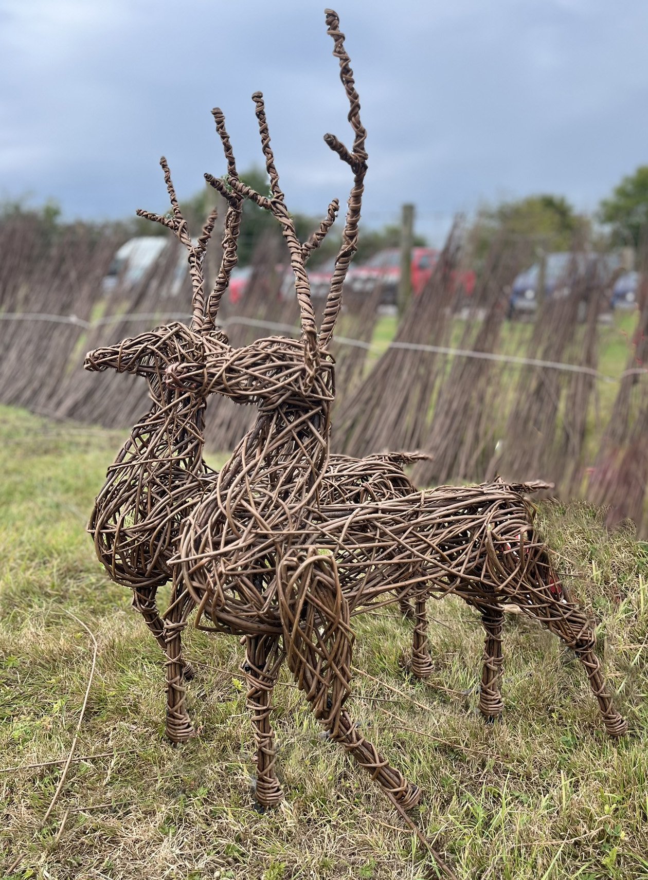 Two decorative reindeer figures made of intertwined brown twigs, standing outdoors on grass with a wooden fence and a few vehicles in the background under an overcast sky.