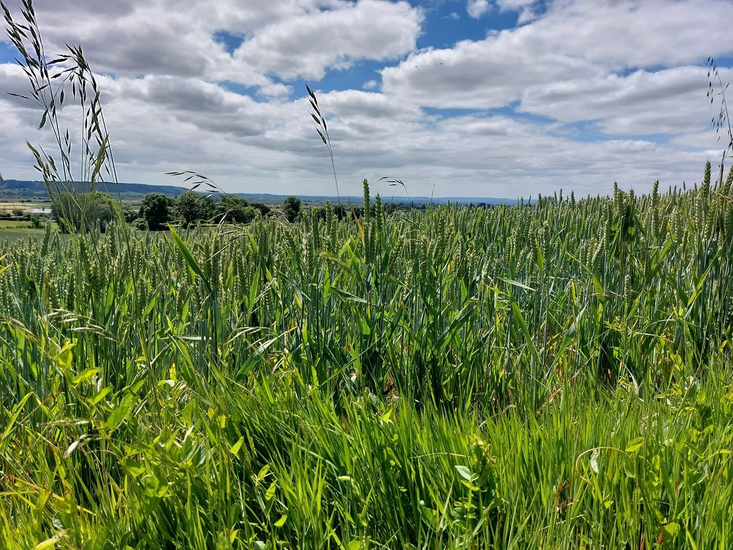 Green wheat or barley field under partly cloudy sky with hills and trees in the background.
